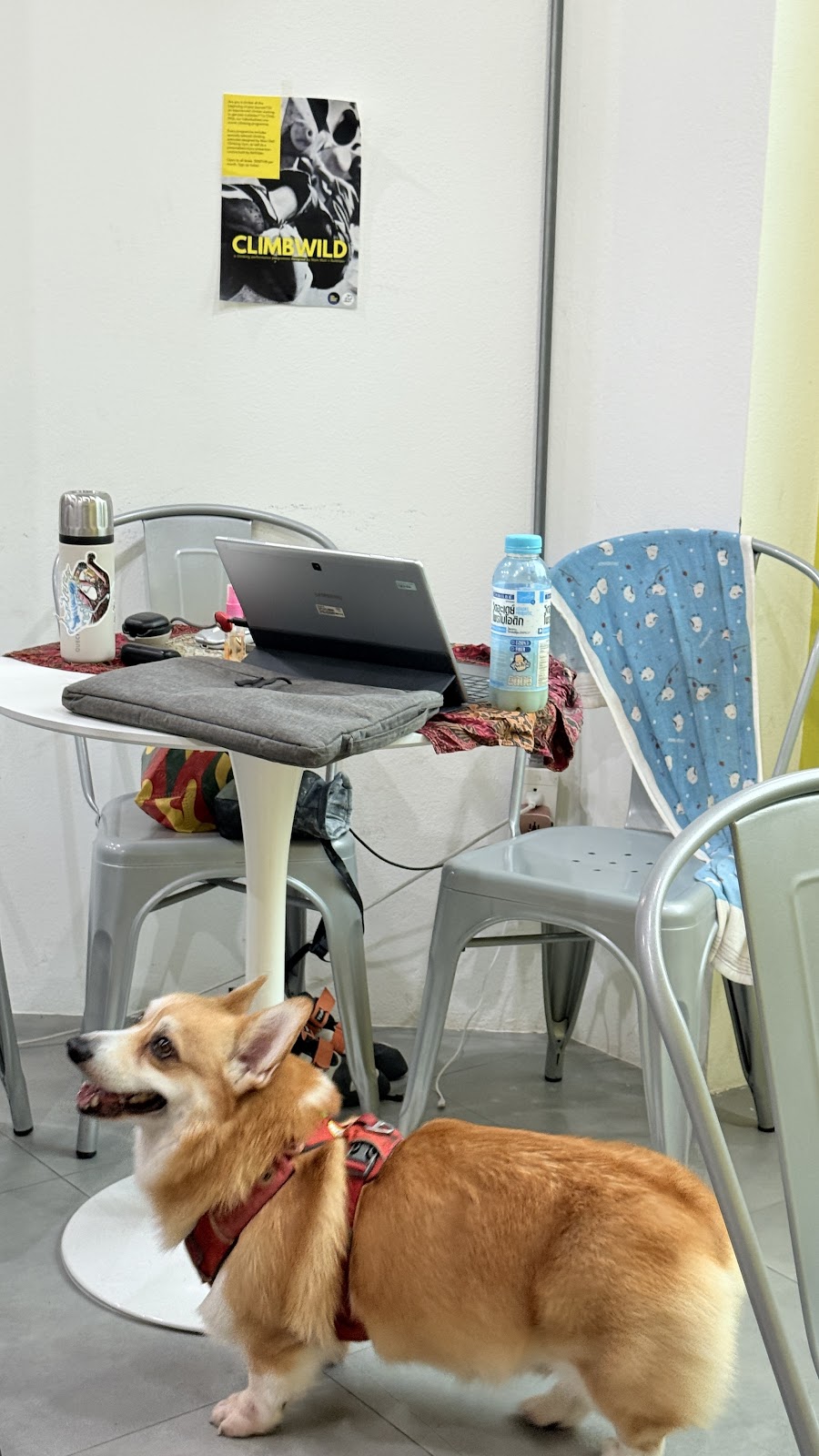 Main Wall Climbing Gym photo 8